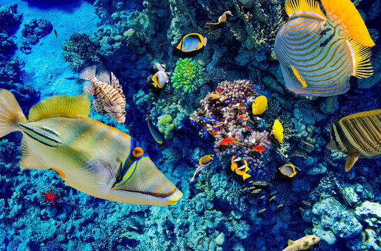 Magnificent underwater world in tropical ocean.