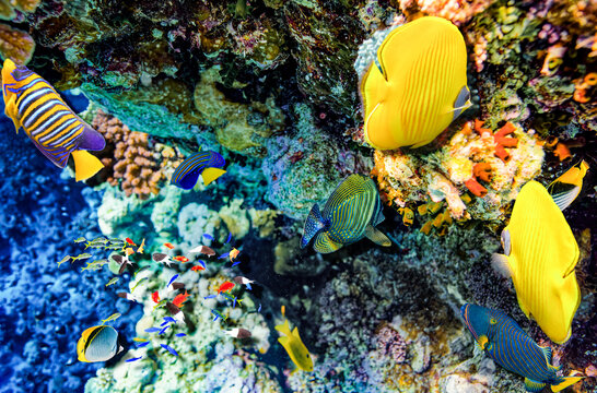 Magnificent underwater world in tropical ocean.