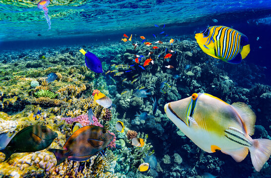 Magnificent underwater world in tropical ocean.