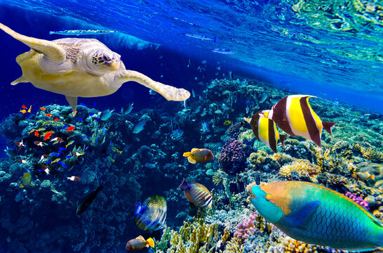 Magnificent underwater world in tropical ocean.