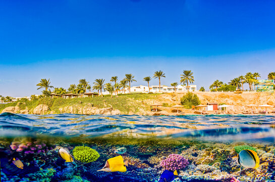 Magnificent underwater world in tropical ocean.