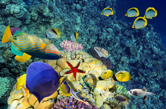 Magnificent underwater world in tropical ocean.