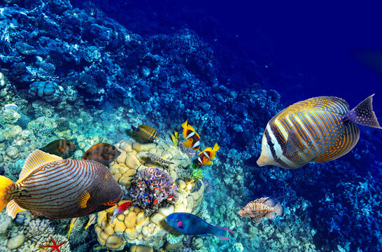 Magnificent underwater world in tropical ocean.