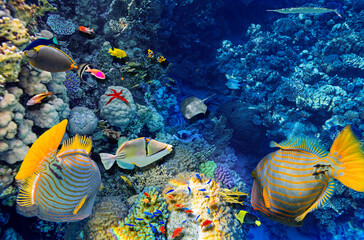 Magnificent underwater world in tropical ocean.