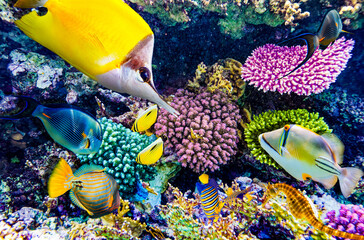 Magnificent underwater world in tropical ocean.