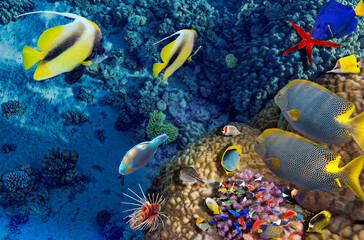 Magnificent underwater world in tropical ocean.