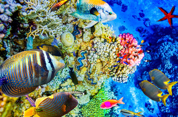 Magnificent underwater world in tropical ocean.