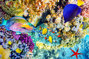 Magnificent underwater world in tropical ocean.