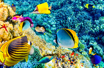Magnificent underwater world in tropical ocean.