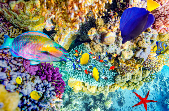 Magnificent underwater world in tropical ocean.