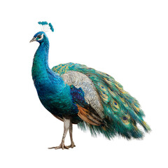 Obraz premium Vibrant Peacock with Colorful Feathers on a transparent background