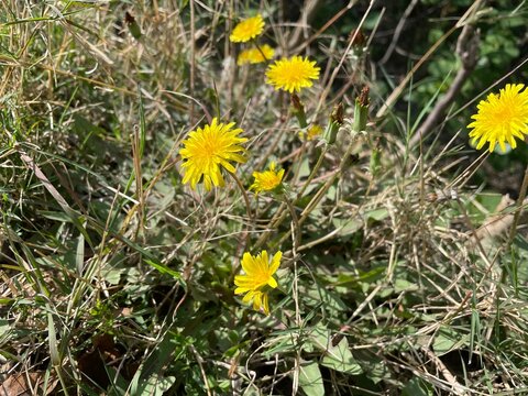 Common Dandelion, Leontodon tuberosus,Hawkbit or Taraxacum erythrospermum