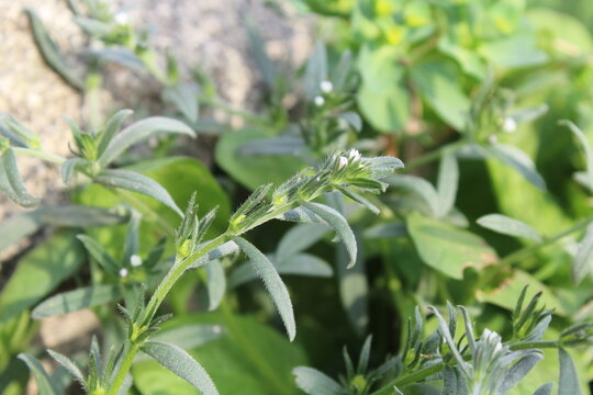 Corn gromwell, bastard alkanet, Field Gromwell or Buglossoides arvensis