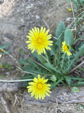 Common Dandelion, Leontodon tuberosus,Hawkbit or Taraxacum erythrospermum