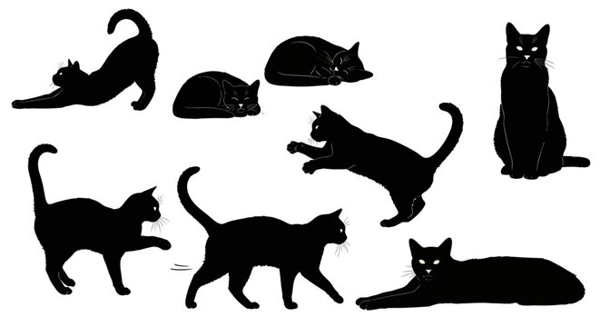 Collection of black cat silhouettes in various poses on transparent background