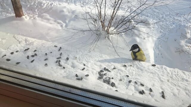 Feeding tits in winter on a snowy windowsill, a small yellow bird outside the window, caring for wild birds in the cold