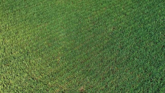 Aerial Top Down View of Green Cassava Field in Tropical Climate