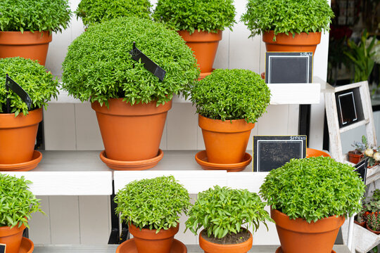 Manjerico plants in a pots on the market stall. Plant for Traditional Summer festival in June San Juan, Portugal
