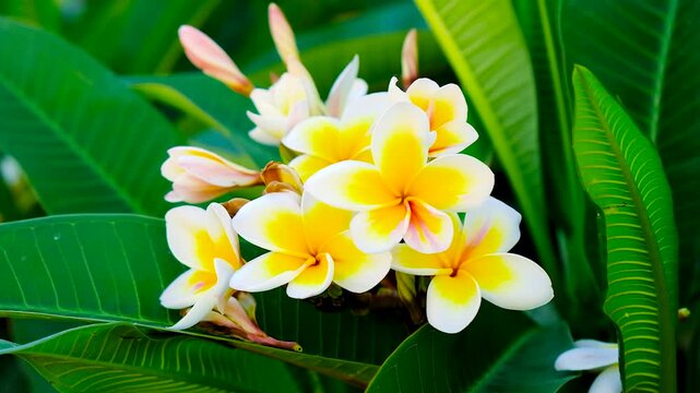 Plumeria flowers bloom beautifully. Selective focus.