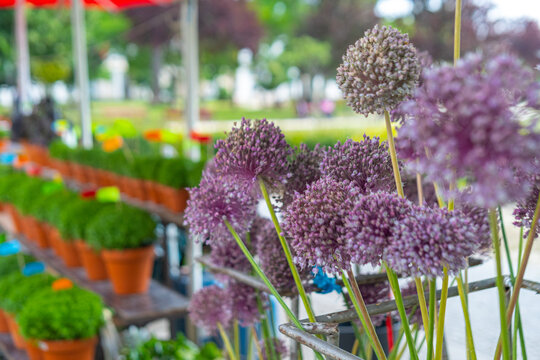 Lot of garlic flowers and Manjerico plants on the street market stall. Plant for Traditional Summer festival in June San Juan, Portugal
