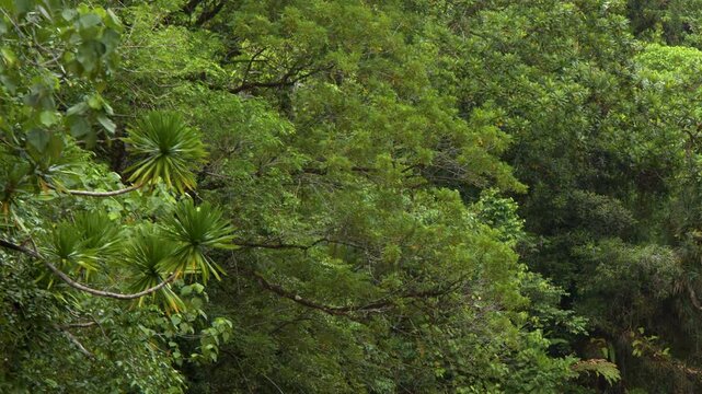 Lush Tropical Rainforest Canopy Above a Cascading River in Palau