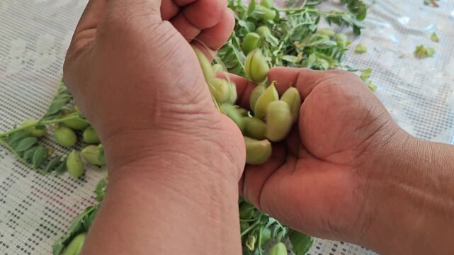 Hands playing and feeling fresh green creole chickpeas