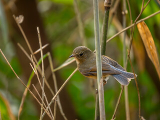 Obraz premium 藪の中で獲物に狙いを定めたルリビタキ