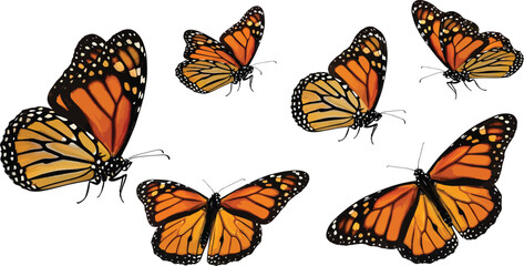Monarch Butterflies Flying on White Background © Kashif
