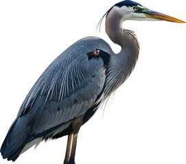 Grey Heron Standing Isolated on White Background