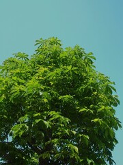 Fototapeta premium 春の新緑の栃の木と青空