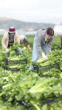 Young woman farmer works with team to harvest fresh celery in farm field
