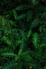 Tropical leaf background with vivid, high contrast greens