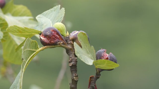 Footage of rotting fruit on a fig tree and insects flying around it.