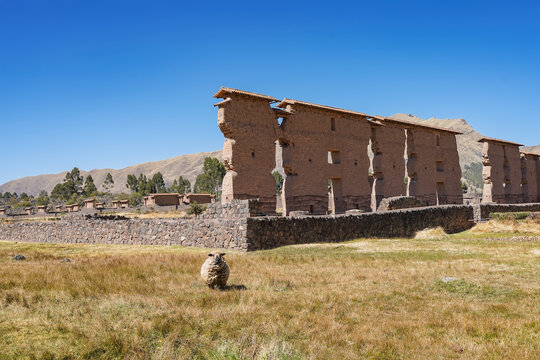 Ruins of the ancient Inca Temple of Wiracocha. Raqchi. High adobe walls, andesite base. A sheep grazes in a meadow, looking at the camera. Clear blue sky. Copy space. Peru. Cusco.