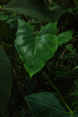 Obraz premium Tropical leaf background with vivid, high contrast greens