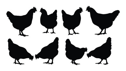 A group of black chicken silhouettes © SILHUETTECHEMBER