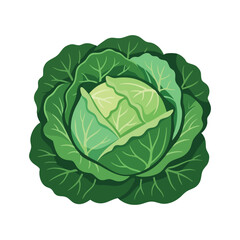 Obraz premium Fresh Green Cabbage Illustration