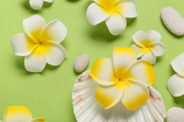 Fototapeta premium Beautiful plumeria flowers with seashell and pebble stones on green background
