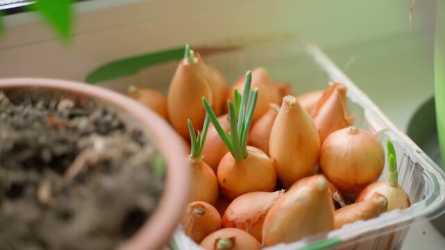Sprouted green onion on windowsill close-up