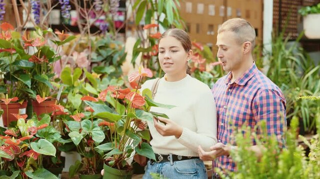  Couple of young guy and young woman buyers choose anthurium in pot in flower shop