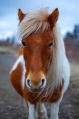 Obraz premium Grayson Highlands ponies in March