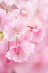 満開の八重紅枝垂れ桜のクローズアップ撮影