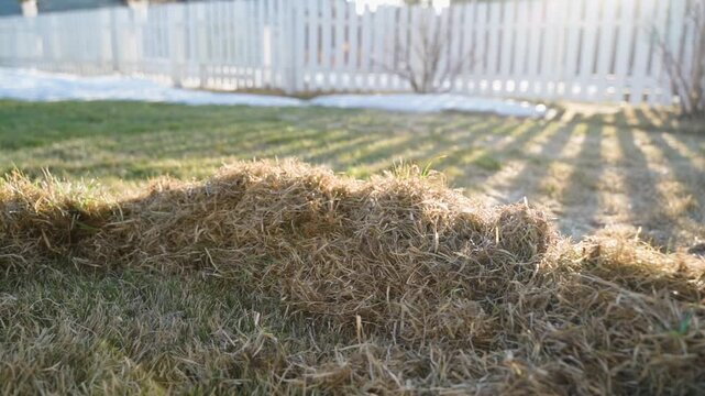 Pile of dry grass on lawn after dethatching, smooth camera movement. Garden work at sunset in spring