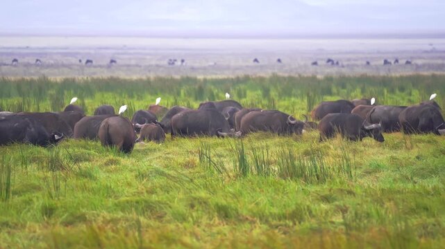 A herd of water buffalo grazes in the tall wetlands grass of Ngorongoro Crater, Tanzania, while symbiotic bird species land and catch a ride on their backs, showcasing unique wildlife interactions.