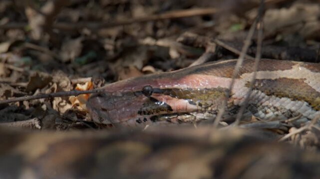 Python molurus head captured at ground level revealing intricate scale pattern and sensory tongue flick.