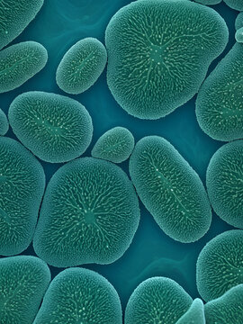 Abstract biology background, microscopic view of organic substances or cells. Candida fungi, Candida albicans, human pathogenic yeasts