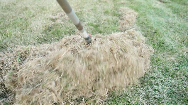 Raking lawn after winter close-up. Cleaning dead grass from lawn, gardener working in spring garden