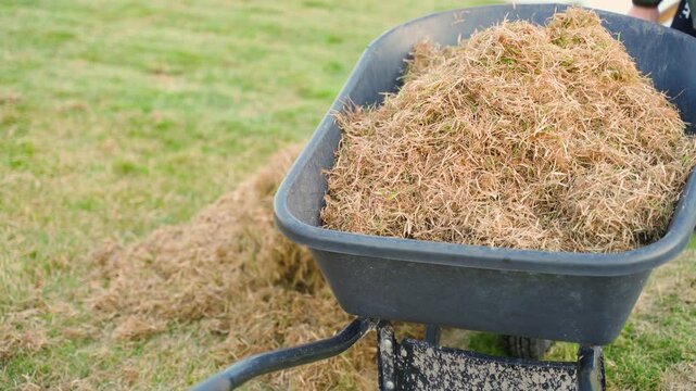 Loading dry grass into garden cart with pitchfork after lawn dethatching. Lawn care after winter