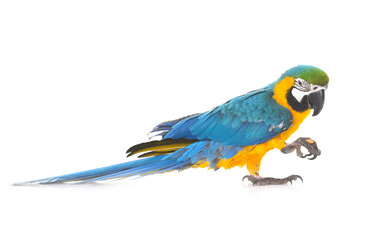 Blue-and-yellow macaw in studio © cynoclub