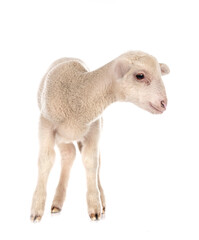 Fototapeta premium young lamb in studio